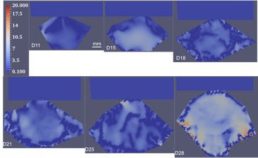 Mouse tumor shear modulus recovery